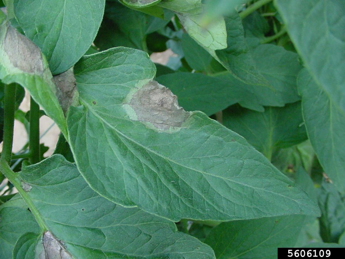 A large circular brown spot on the edge of a tomato leaf.