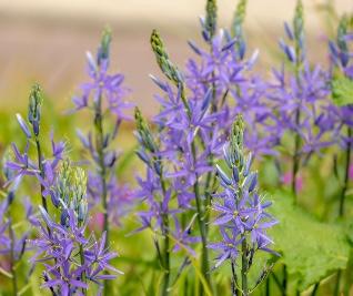 Blue-violet Camas flowers.