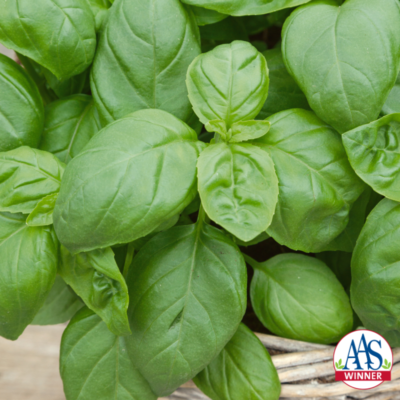 Basil.