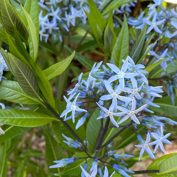 Light blue Ansonia flowers that look like stars.