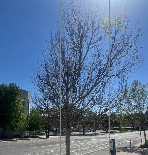 A sycamore tree leafing out late.