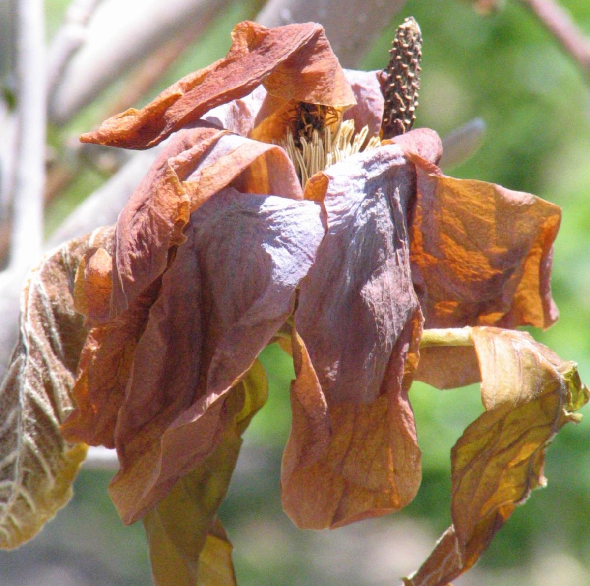 Frost damage to Magnolia flower.