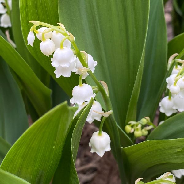 Lily of the valley flowers.