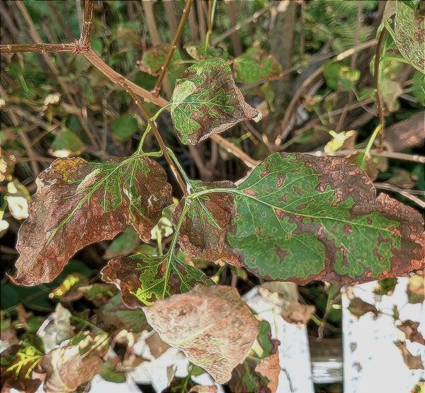 Brown, diseased lilac leaves.