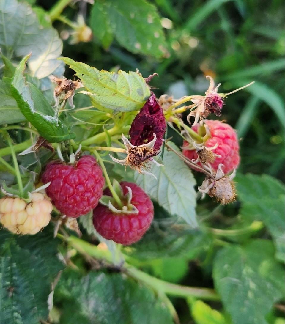 Rotten raspberries on the plant.