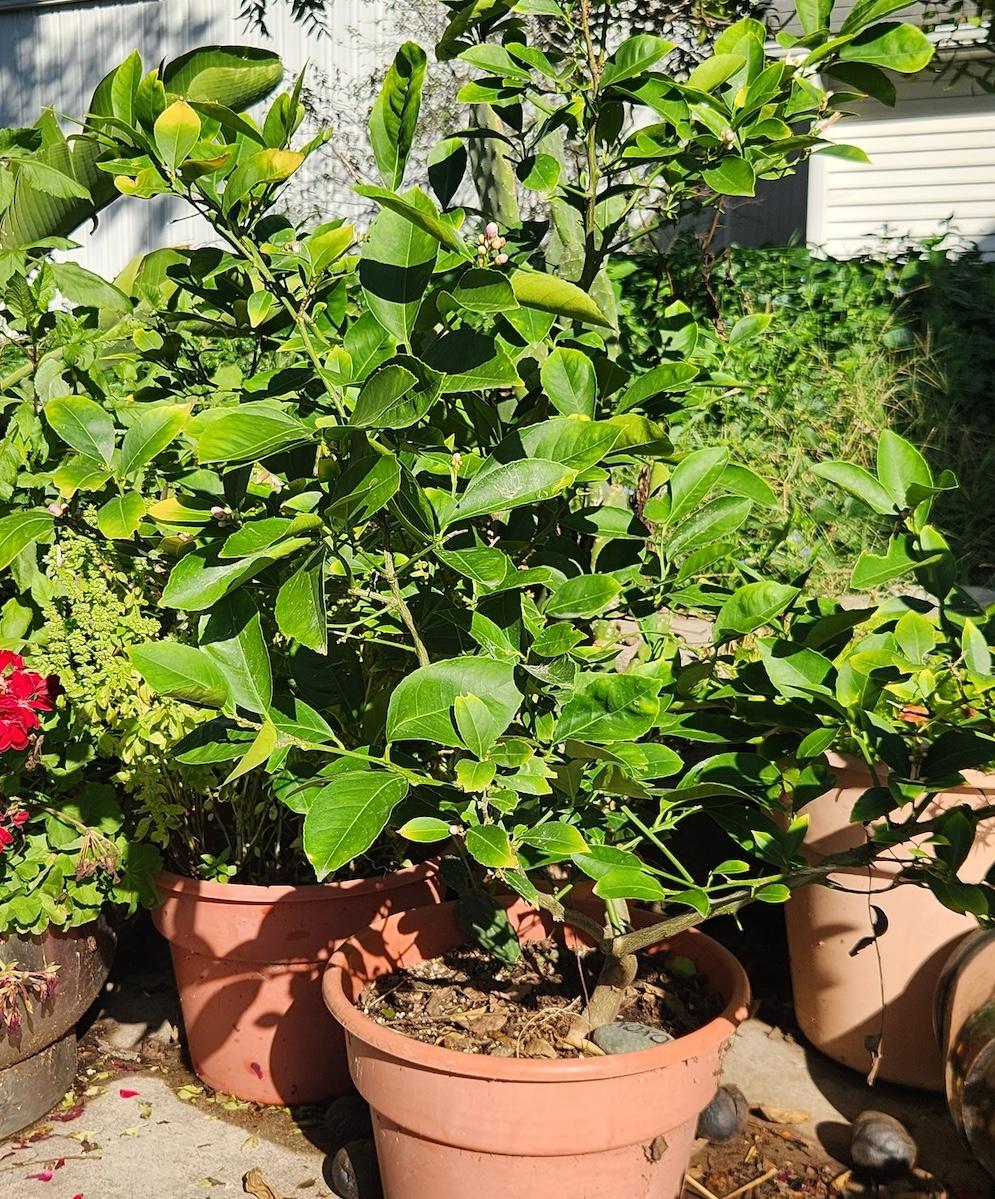 A potted citrus plant outdoors.