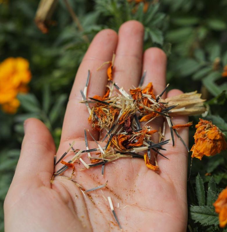 A hand holding marigold seeds.