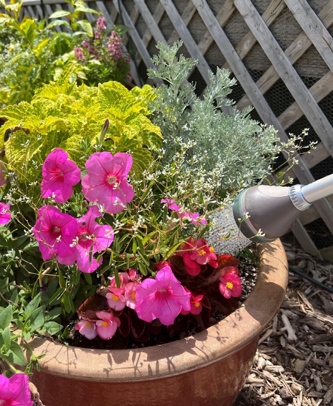 Container of annuals being watered.