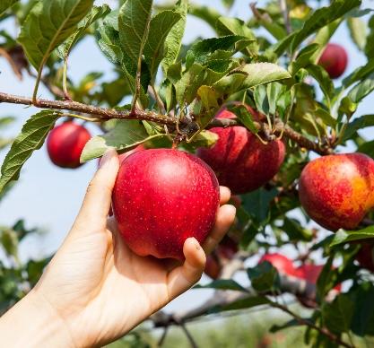A person picking a bright red apple off of the tree.