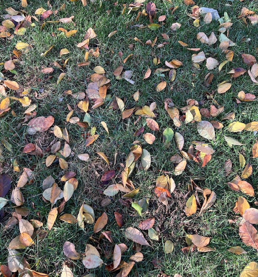 Fall leaves on the lawn.