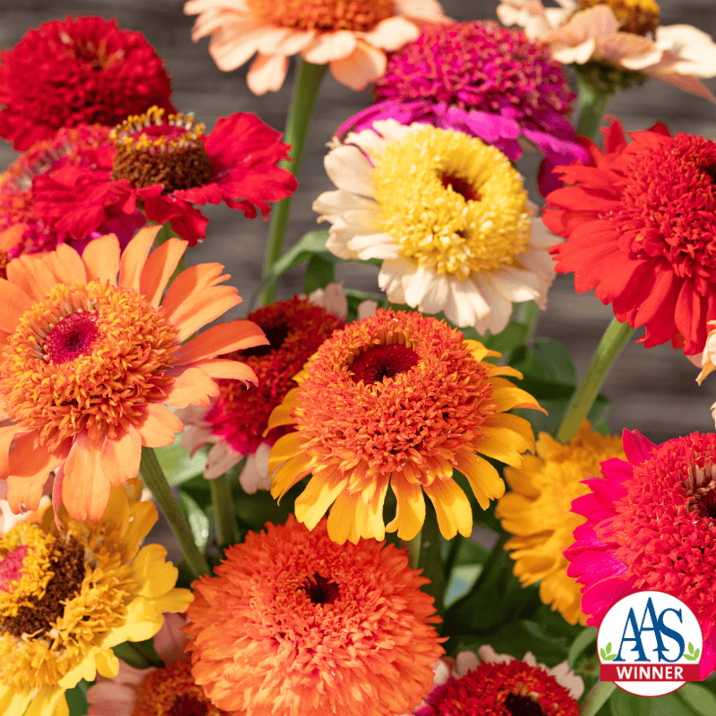 Orange red Zinnia flowers.
