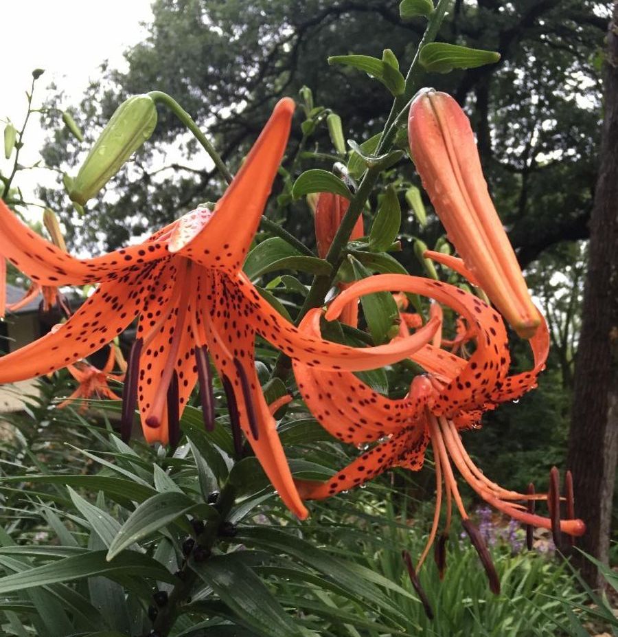 Orange lilies in bloom.