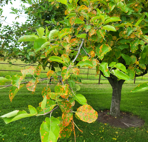 Apple leaves with orange rust spots.