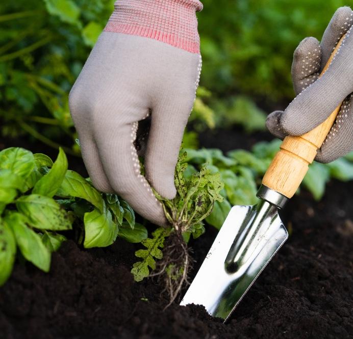 Hand-weeding in the garden.