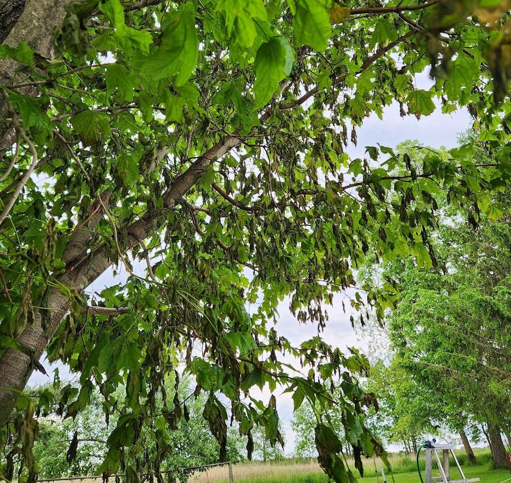 Limp and blackened leaves on an established maple tree.