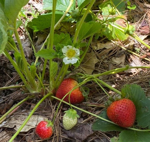 Strawberry plant in the garden.