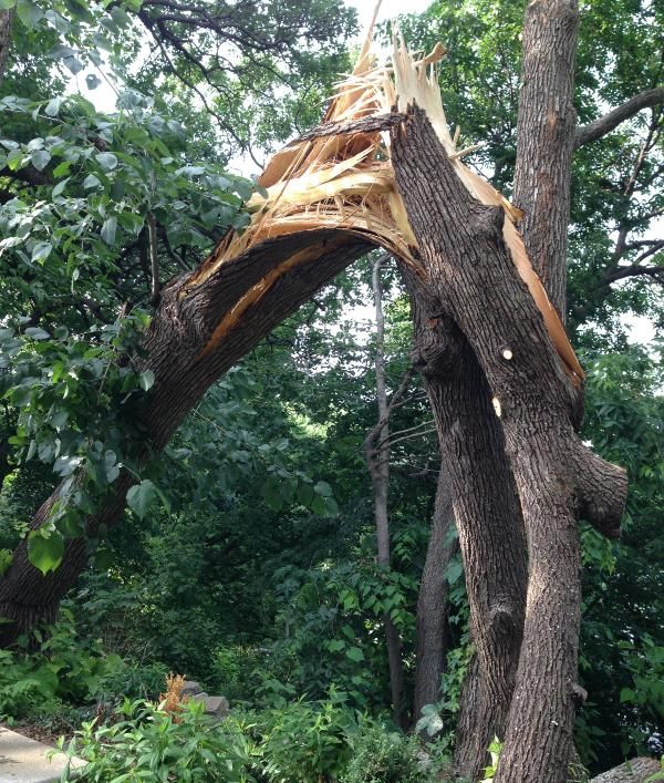 Broken tree.