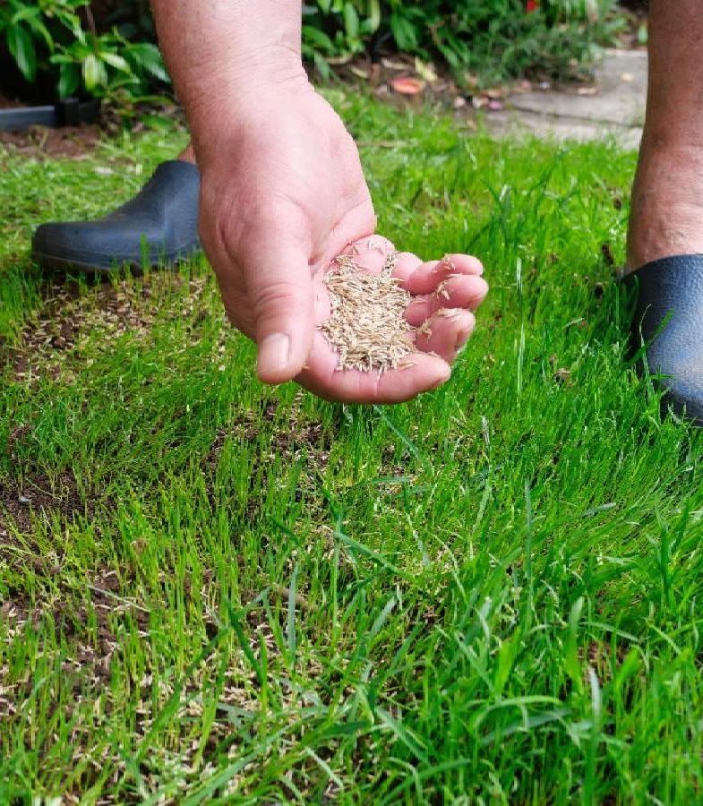 Spreading grass seed over the lawn.
