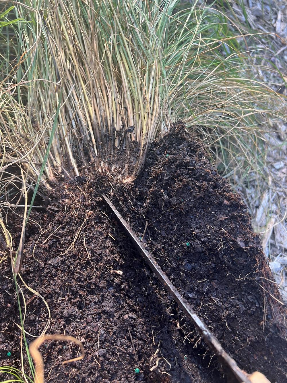 Dividing perennials grass.