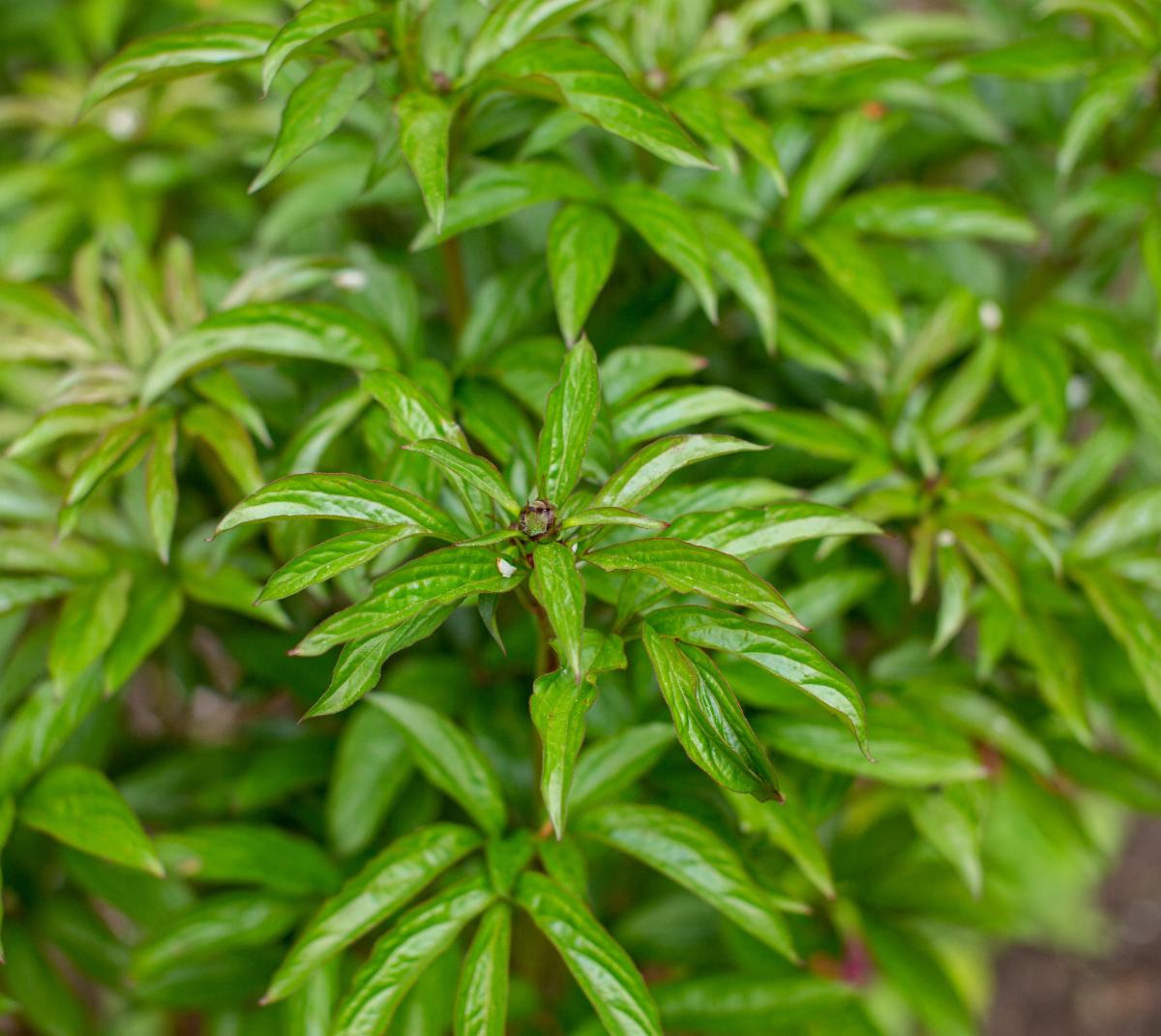 A peony without flowers.