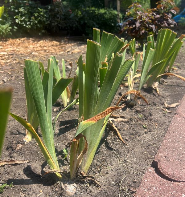 Iris before dividing.