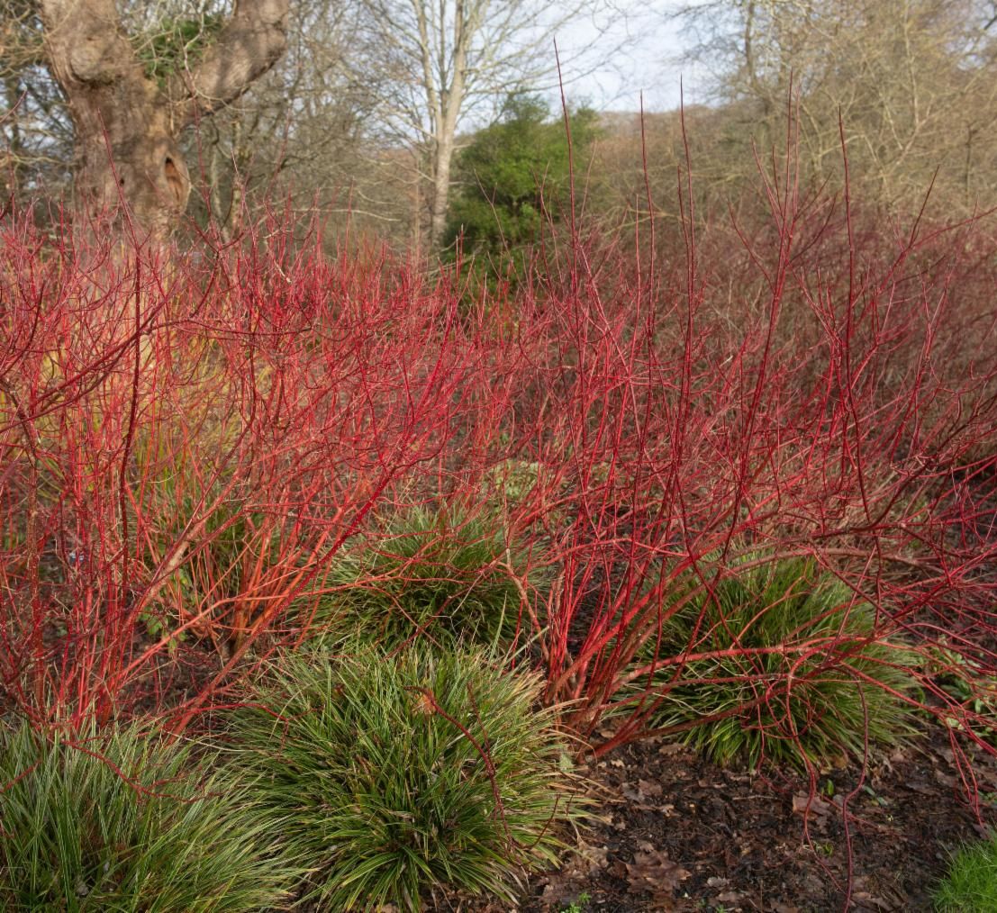 A shrub in a garden bed with no leaves and bright red branches.