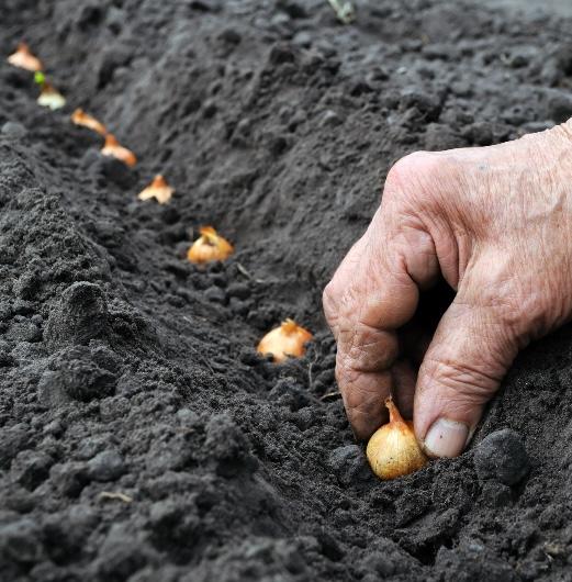 Person planting onion sets.
