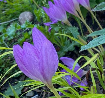 A purple autumn crocus in the garden.