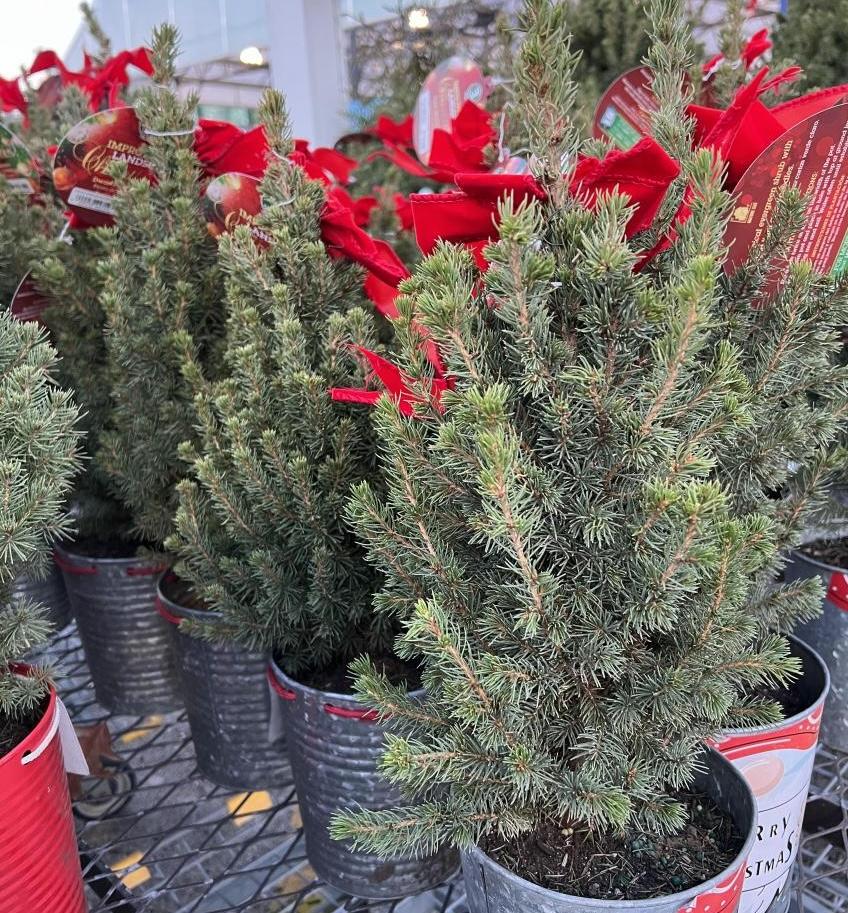 Dwarf Christmas trees in small containers with a red bow on the top.