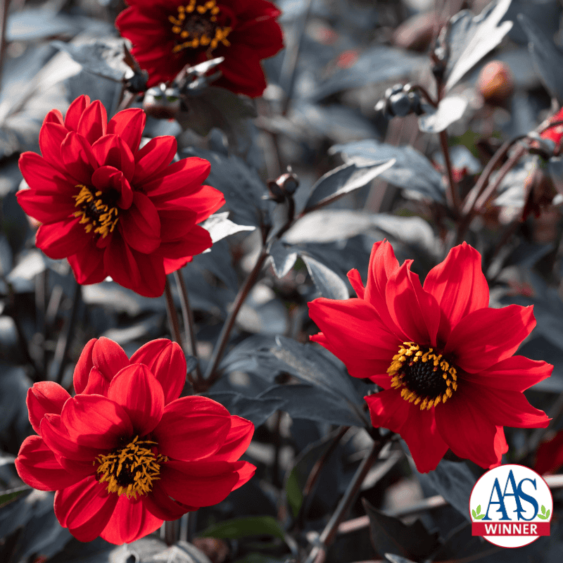 Bright red Dahlia flowers with black foliage.