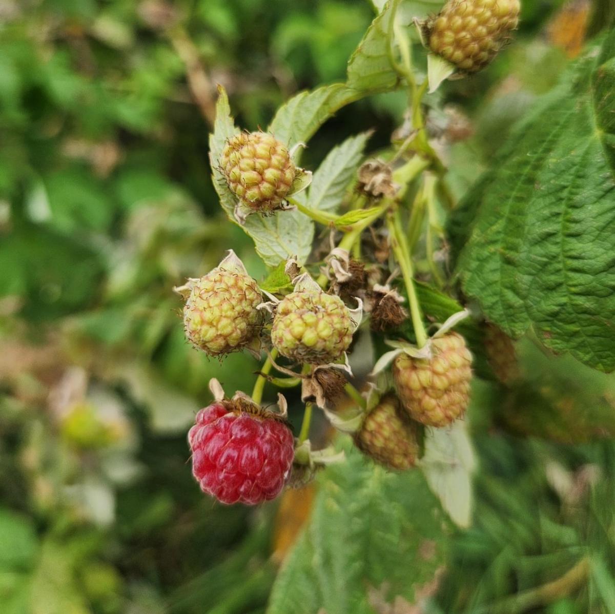 A cluster of raspberries that are smaller than usual due to lack of water.