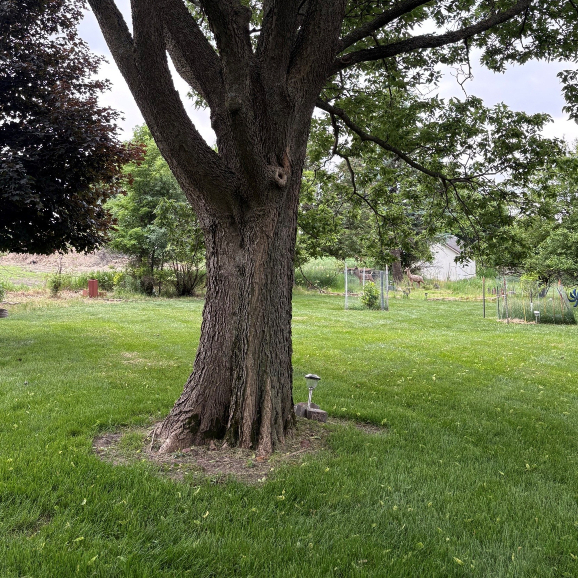 Healthy hackberry tree.
