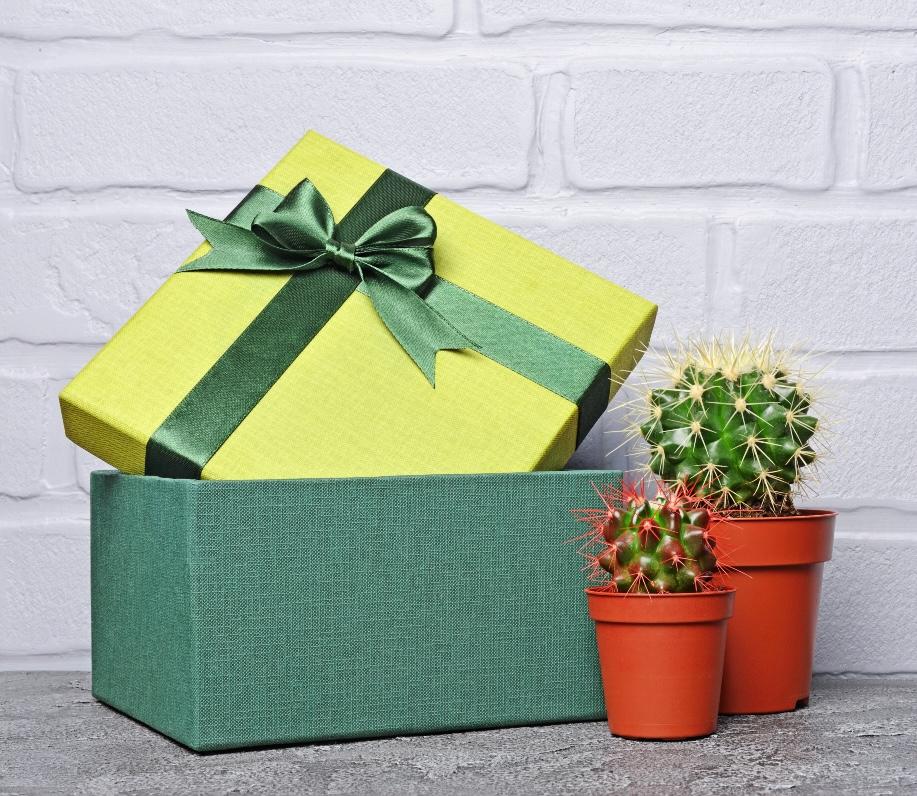 A gift box next to potted cacti.