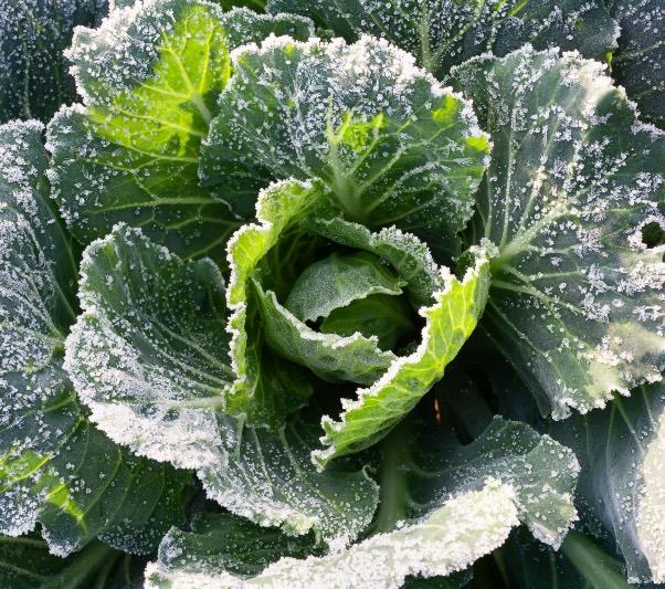 A mature cabbage with frost.