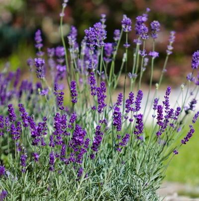 Lavender in bloom in the garden.