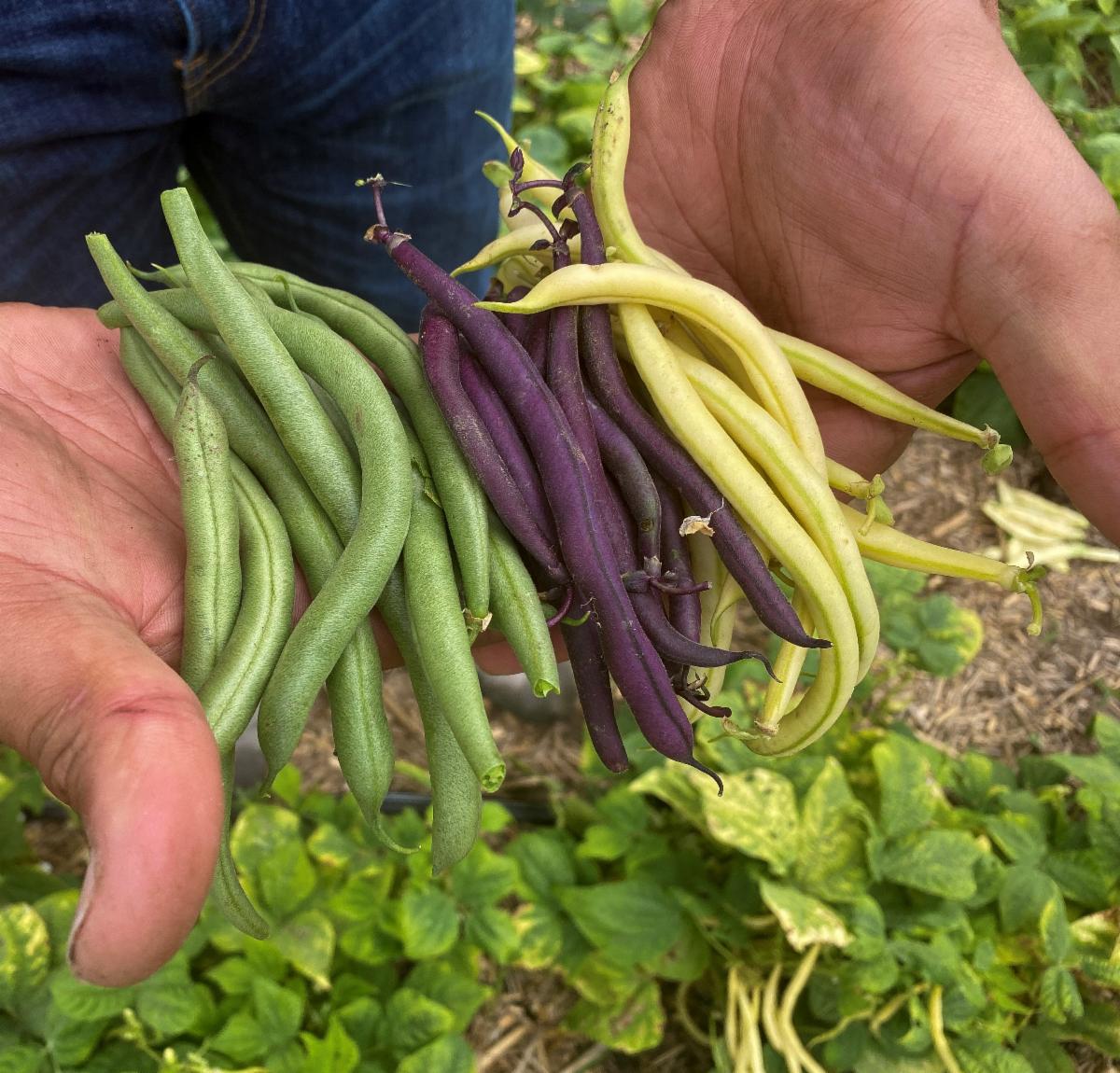 Variety of green beans.