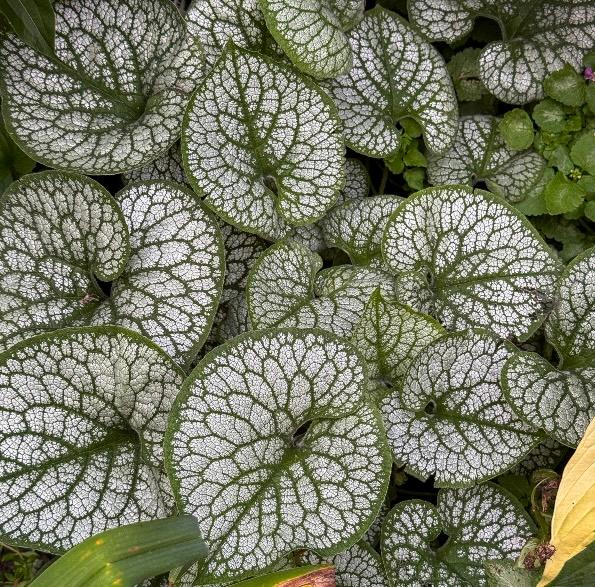 Jack Frost brunnera.