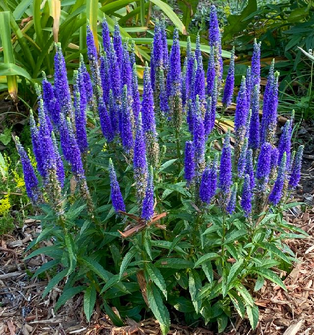 Purple speedwell flowers.