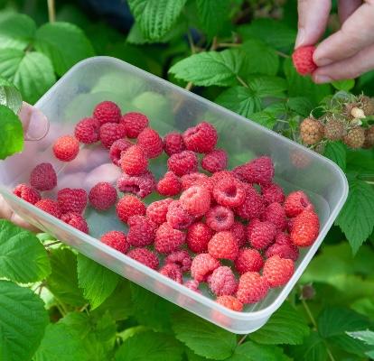 Harvesting raspberries.