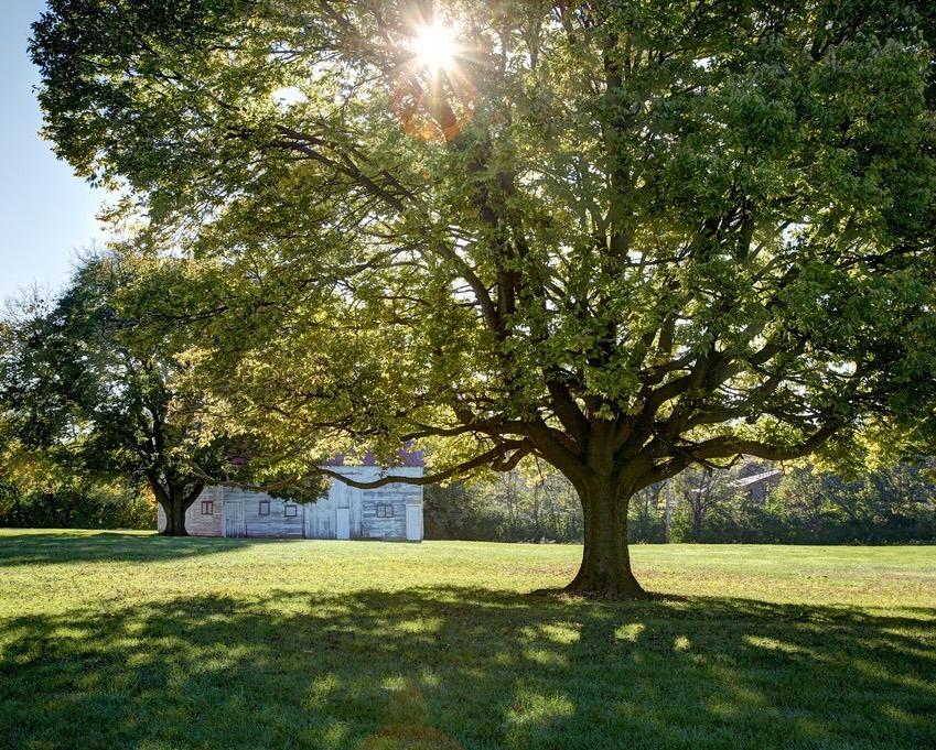 A large shade tree in the landscape with the sun shining through the canopy.