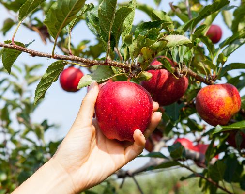 Harvesting and apple off the tree.