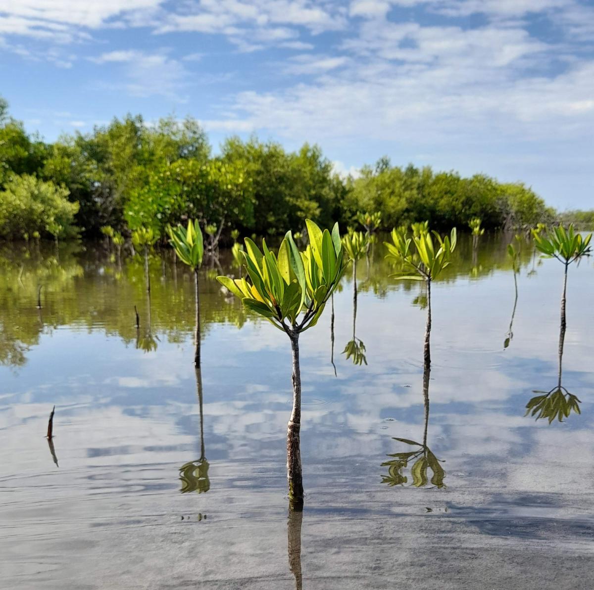 Relieve Poverty, Restore Nature, Remove Carbon, Reduce Emissions - Purpose on the Planet