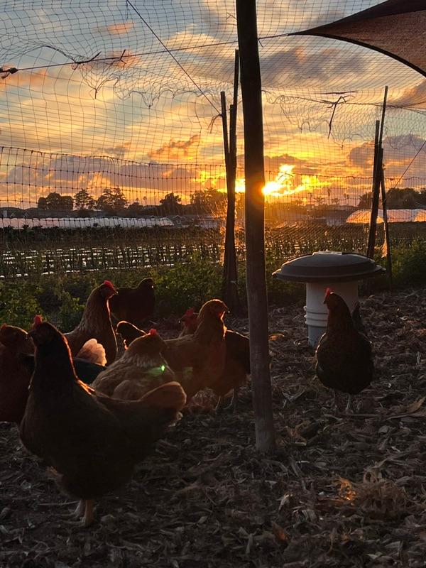 What's going on at Halcyon Farms