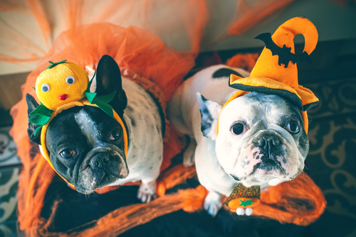 Portrait of couple of dogs in disguise for Halloween