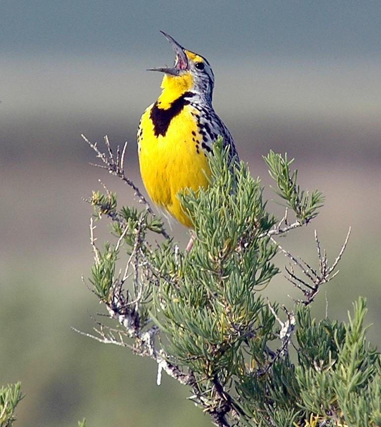 Meadowlark