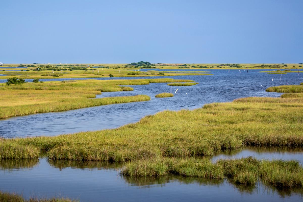 louisiana wetlands during the day