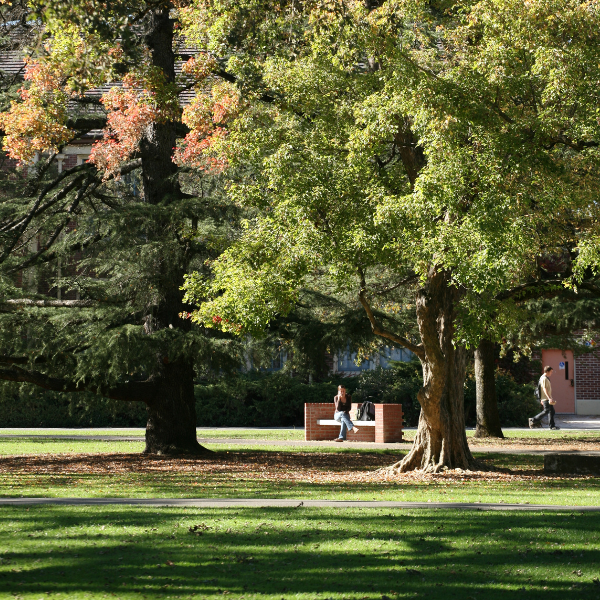 A student sits on a bench beneath large trees on a sunny day on the Santa Rosa Junior College campus.