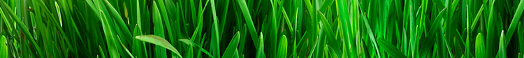 grass