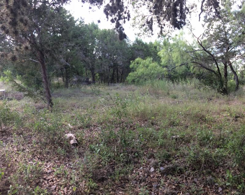 This is the brush _ trees we will be clearing this week