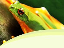 frog-promotions-header.jpg